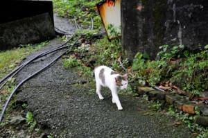 人貓橋